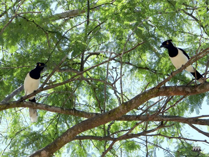 VIVENTES DO MEU QUINTAL