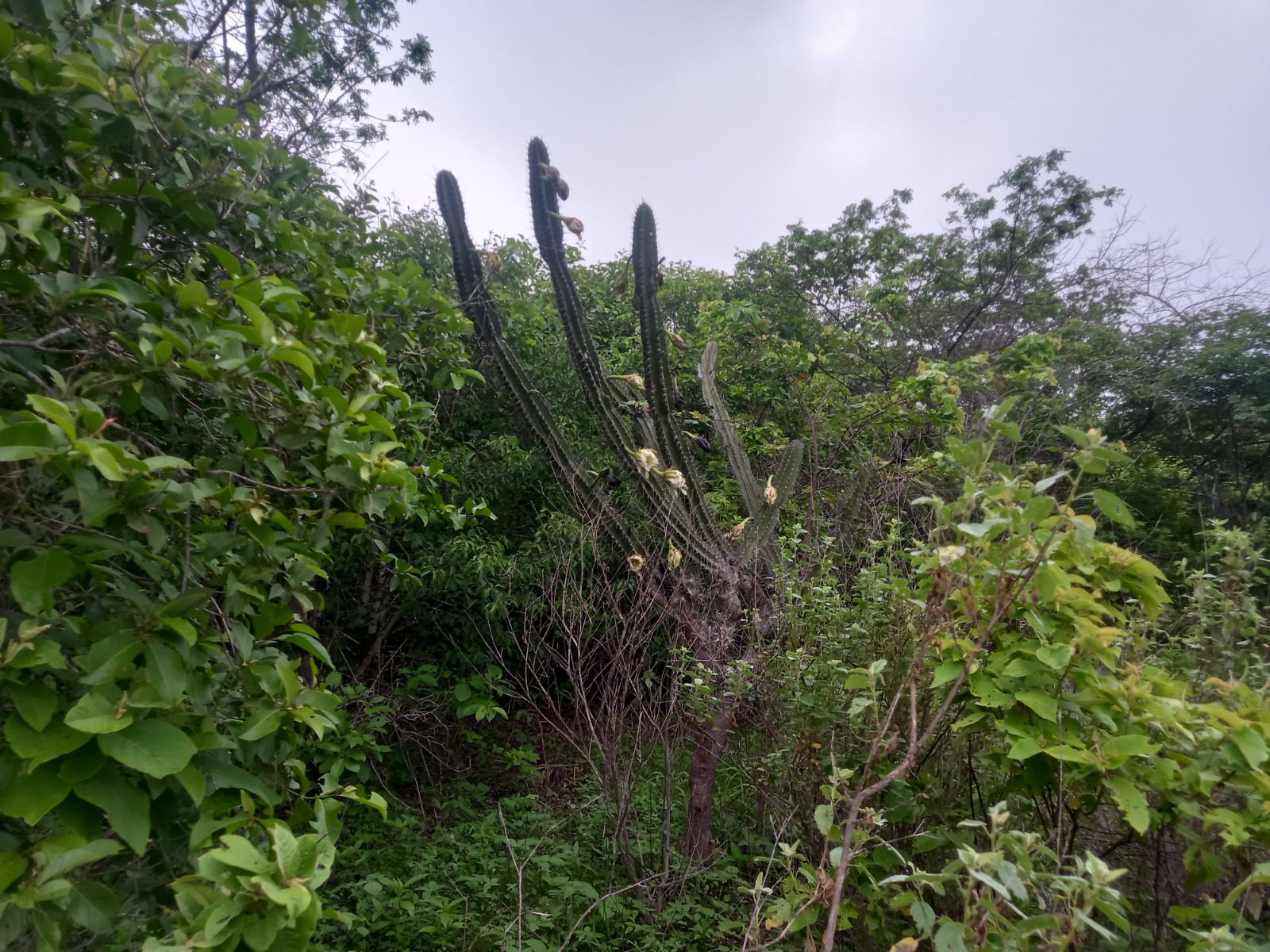SERTÃO DE CARA NOVA